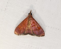 Hemiscopis sanguinea