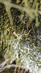 Hormathophylla macrocarpa