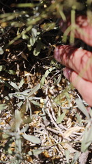 Hormathophylla macrocarpa