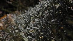 Hormathophylla macrocarpa