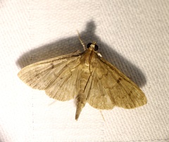 Omiodes tristrialis