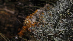 Hormathophylla macrocarpa