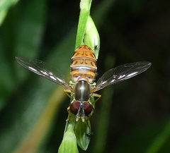 Toxomerus pulchellus