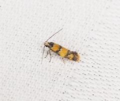 Promalactis lobatifera