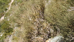 Ephedra major