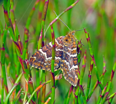 Chrysolarentia polycarpa