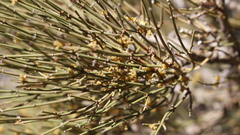 Ephedra major