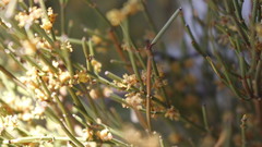 Ephedra major