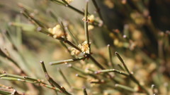 Ephedra major
