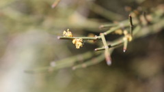 Ephedra major