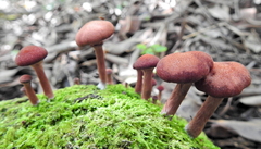 Tubariaceae