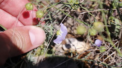 Linum leonii