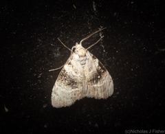 Acatapaustus metallopa