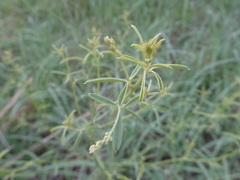 Pediomelum tenuiflorum
