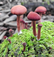 Tubariaceae