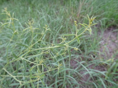 Pediomelum tenuiflorum