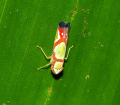 Erythrogonia vaccoma