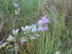 Astragalus gracilis