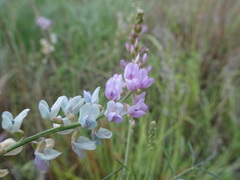 Astragalus gracilis