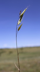 Bromus squarrosus