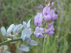 Astragalus gracilis