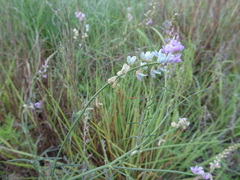 Astragalus gracilis