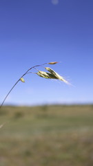 Bromus squarrosus