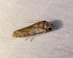 Phycita cirrhodelta