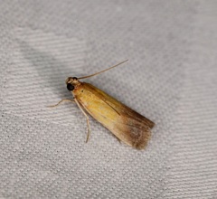 Piesmopoda semilutea