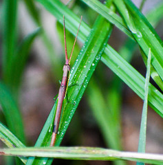 Xenismacris cyanoptera