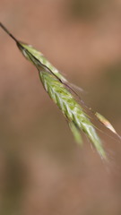 Bromus squarrosus