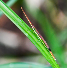 Xenismacris cyanoptera