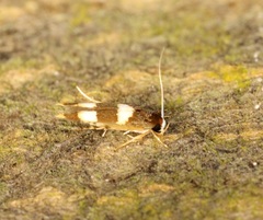 Stathmopoda paradiplaspis