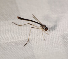 Systropus