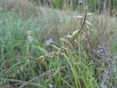 Astragalus gracilis