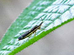 Raphirhinus phosphoreus