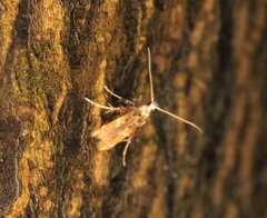 Ashibusa