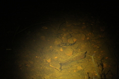 Afurcagobius suppositus