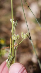 Torilis leptophylla