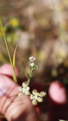 Torilis leptophylla