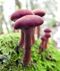 Tubariaceae