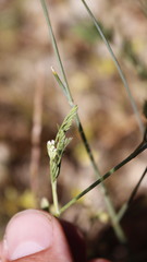 Torilis leptophylla