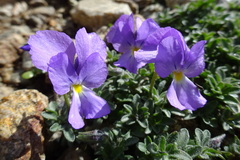 Viola diversifolia