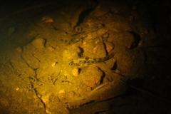 Afurcagobius suppositus