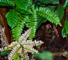 Adiantum humile
