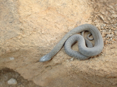 Natrix tessellata