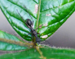 Dolichoderus attelaboides