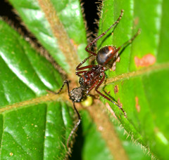 Dolichoderus attelaboides