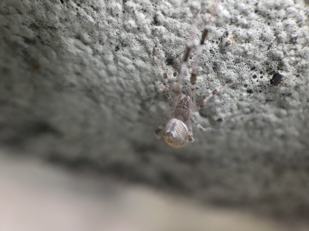 Uloborus cellarius