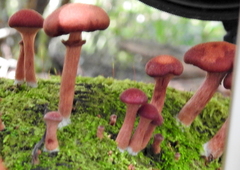Tubariaceae